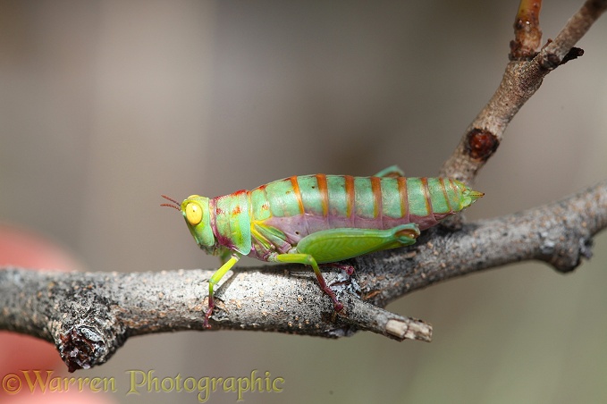 Grasshopper (unidentified) nymph