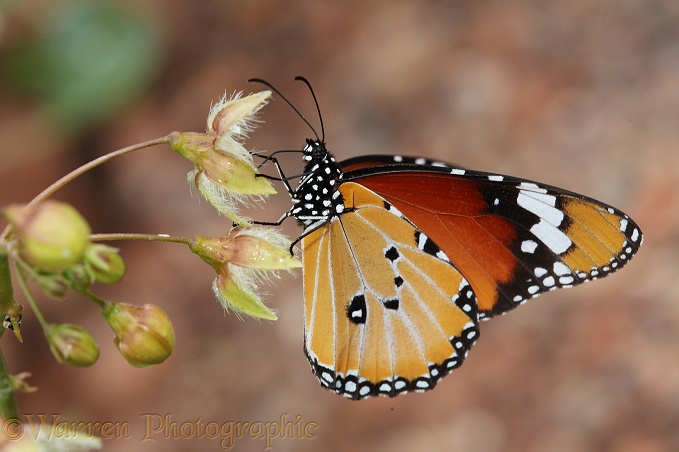 African Monarch (Danaus chrysippus)