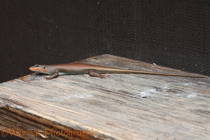 Skink (Mabuya species)