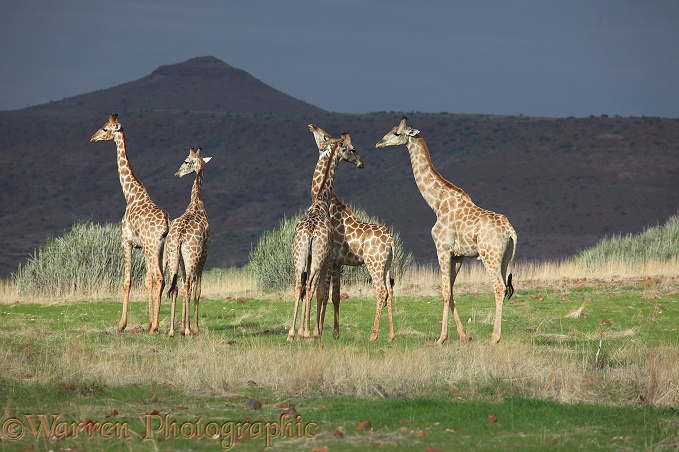 Giraffes (Giraffa camelopardalis) in Damaraland.  Africa