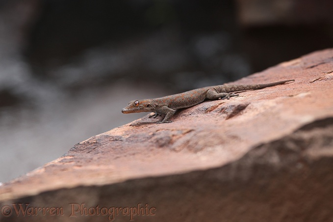 Boulton's Namib Day Gecko (Rhoptropus boultoni)
