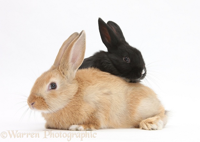 Young black and sandy rabbits, white background