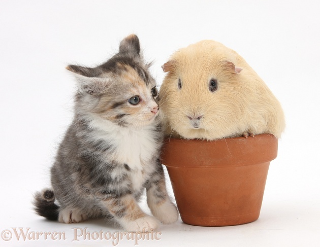 Tabby tortoiseshell Maine Coon-cross kitten, 7 weeks old, and yellow Guinea pig in a flowerpot, white background