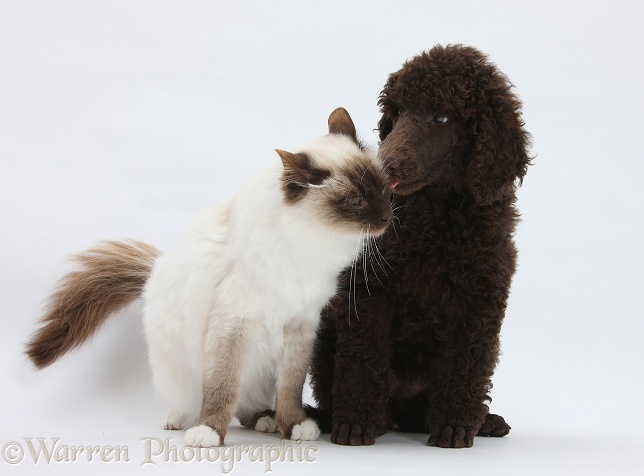 Chocolate Standard Poodle pup, Tara, 8 weeks old, with Chocolate Birman cat, Rolo, 1 year old, white background