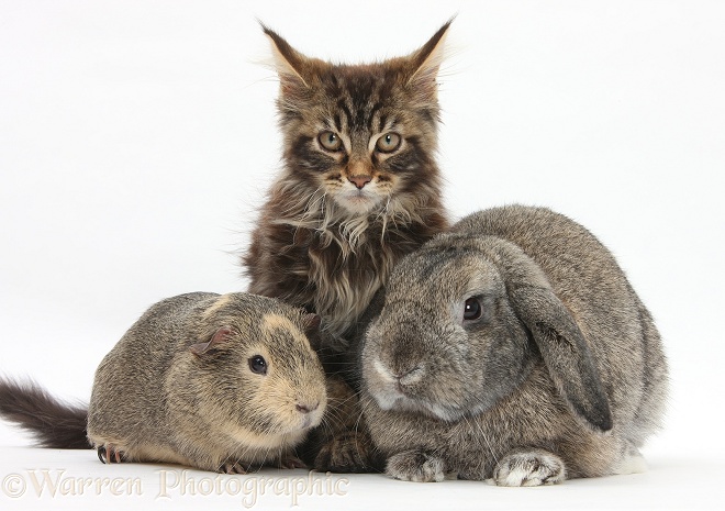 Tabby Maine Coon kitten, Logan, 12 weeks old, with rabbit and guinea pig, white background