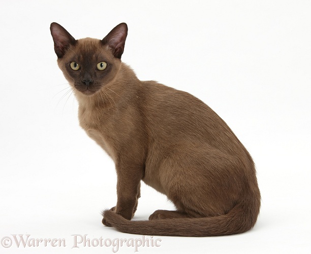 Young Burmese cat, white background