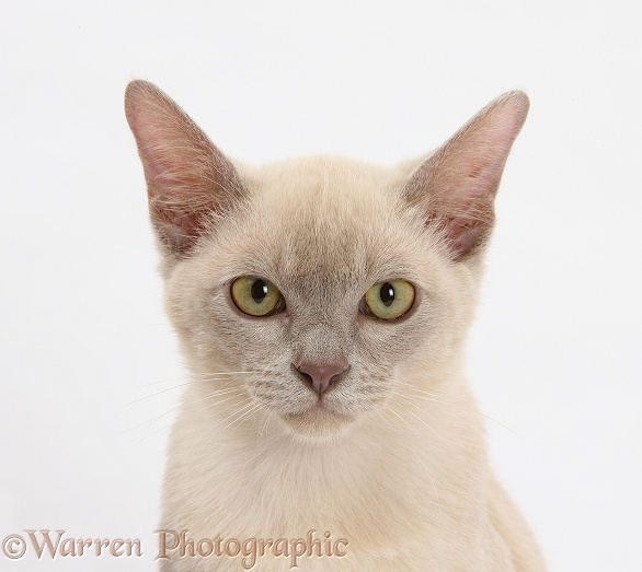 Young Burmese cat, white background