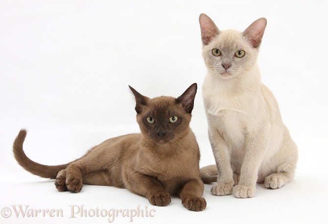 Young Burmese cats, white background