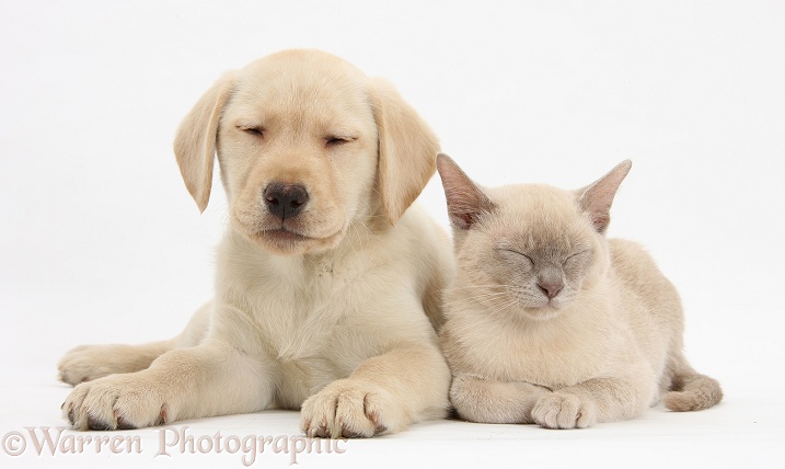 Yellow Labrador Retriever bitch pup, 9 weeks old, and sleepy young Burmese cat, white background
