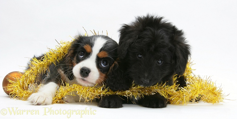 Cavalier King Charles Spaniel pup and black Shetland Sheepdog x Poodle pup, 7 weeks old, with Christmas decorations, white background