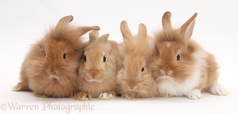 Four assorted Sandy rabbits, white background
