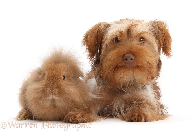 Yorkshire Terrier x Poodle pup, Swede, with Sandy Lionhead rabbit, white background