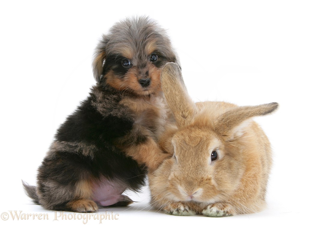 Shetland Sheepdog x Poodle pup, 7 weeks old, with Sandy Lop rabbit, white background