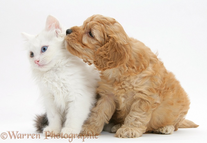 Birman x Ragdoll kitten, Willow, 11 weeks old, playing with golden Cockapoo pup, 6 weeks old, white background