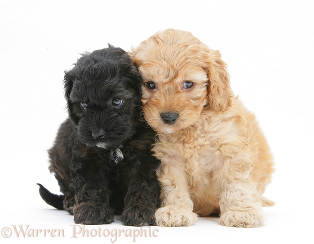Black and Golden Cockapoo pups, 6 weeks old, white background