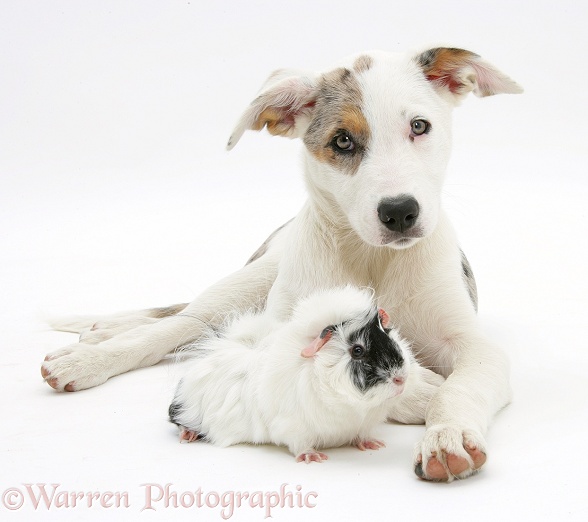 Merle-and-white Border Collie-cross dog pup, Ice, 14 weeks old, with a black-and-white guinea pig, white background