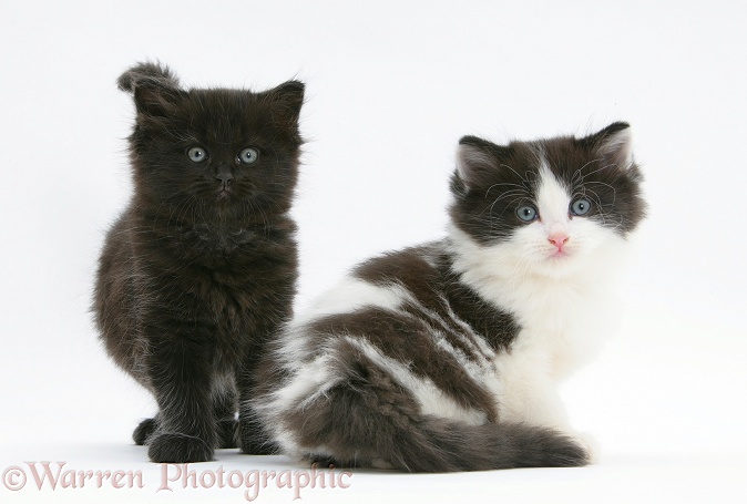 Black and black-and-white kittens, white background