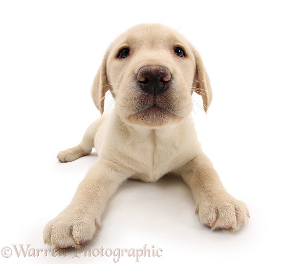 Yellow Labrador Retriever pup, 8 weeks old, white background