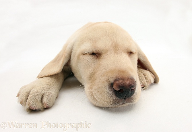 Yellow Labrador Retriever pup, 8 weeks old, asleep, white background