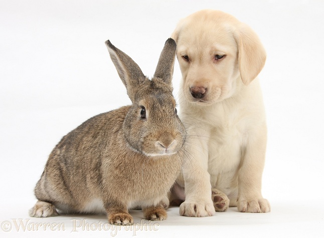 Yellow Labrador Retriever pup, 8 weeks old, and rabbit, white background