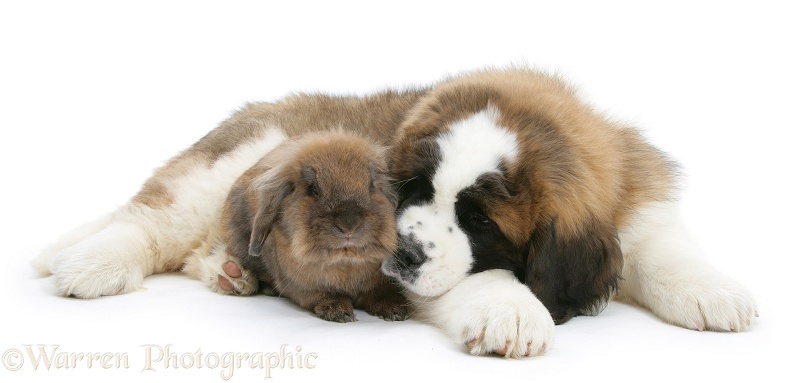 Saint Bernard puppy, Vogue, and brown Lionhead-cross rabbit, white background