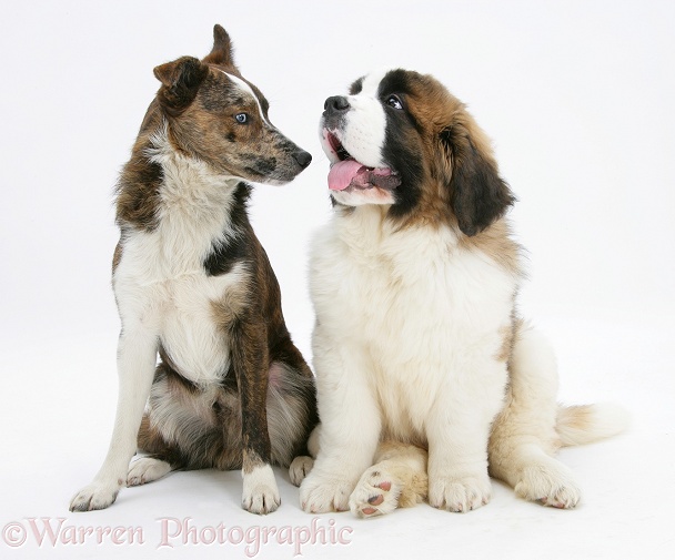 Brindle-and-white mongrel, Brec, with Saint Bernard puppy, Vogue, white background