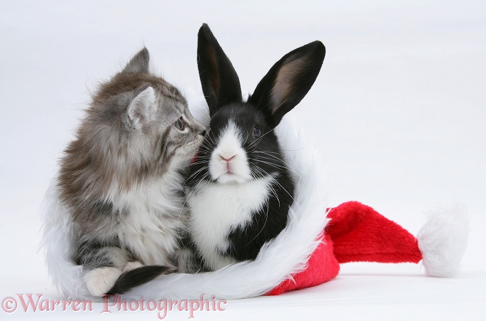 Maine Coon kitten, 8 weeks old, and baby Dutch x Lionhead rabbit in a Father Christmas hat, white background