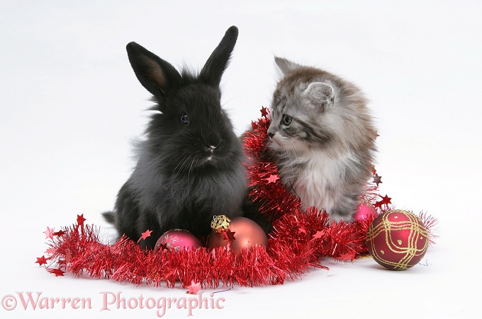 Maine Coon kitten, 8 weeks old, and black baby Dutch x Lionhead rabbit with red tinsel and Christmas baubles, white background