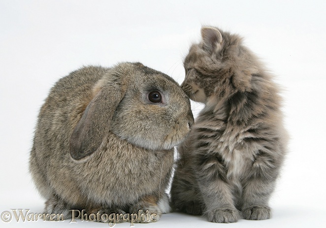 Maine Coon kitten, 7 weeks old, with agouti Lop rabbit, white background