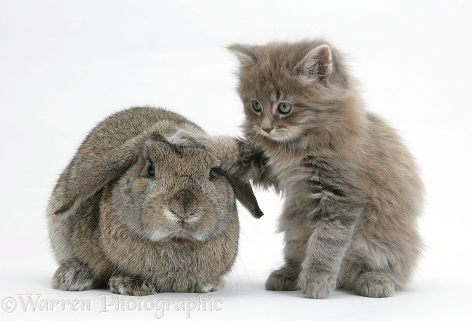 Maine Coon kitten, 7 weeks old, with agouti Lop rabbit, white background