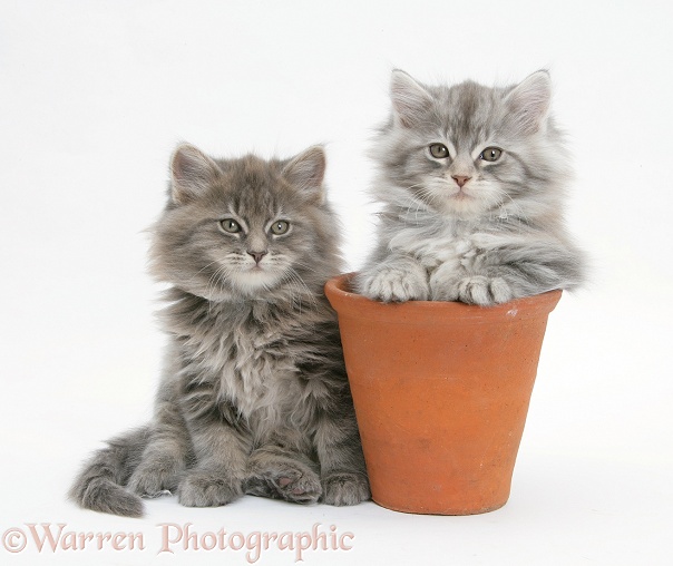 Maine Coon kittens playing in a terracotta flowerpot, white background