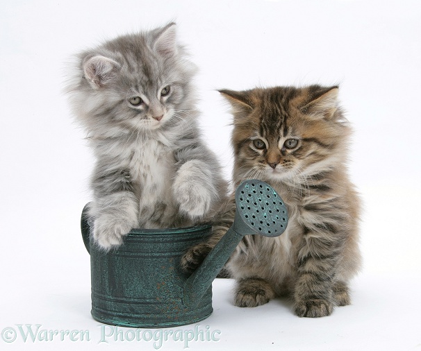 Maine Coon kittens playing with a small watering can, white background