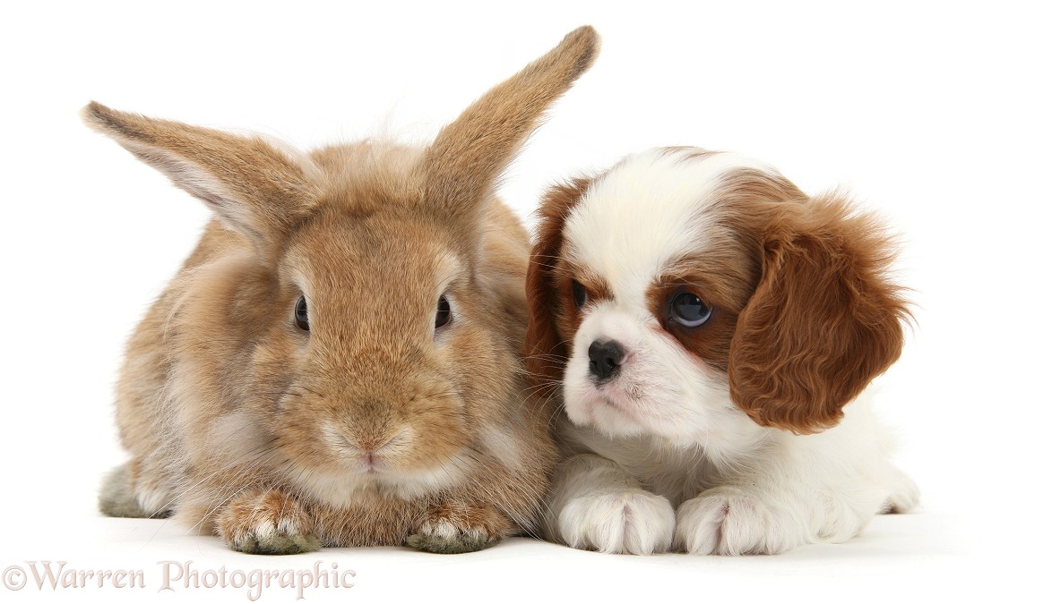 Blenheim Cavalier King Charles Spaniel pup with Sandy Lionhead rabbit, white background