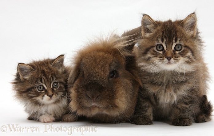 Maine Coon kittens, 7 weeks old, and Lionhead rabbit, white background