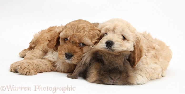 Sleepy Golden Cockapoo pups and rabbit, white background