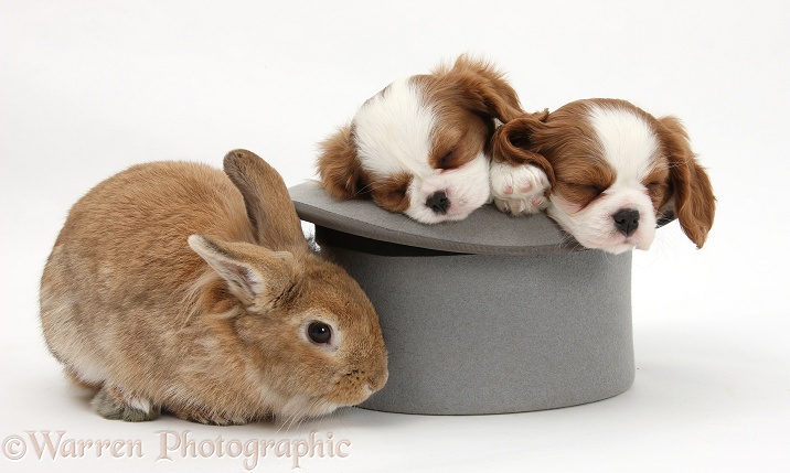 Rabbit with Blenheim Cavalier King Charles Spaniel pups sleeping in a top hap, white background