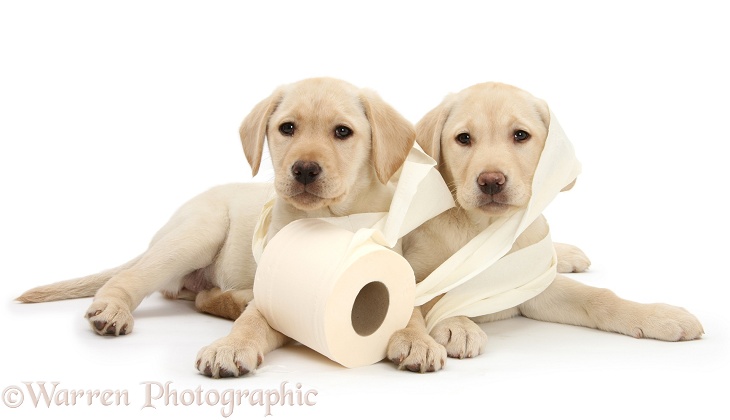 Yellow Labrador Retriever bitch pups, 10 weeks old, with toilet roll, white background