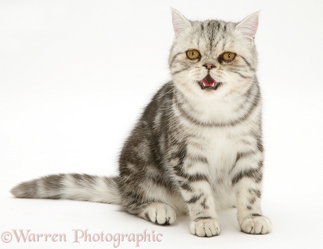 Silver Exotic cat panting, white background