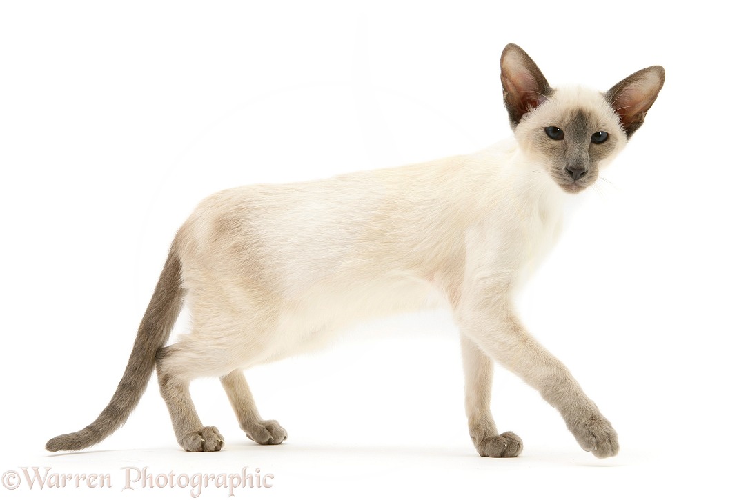 Blue-point Siamese cat, white background