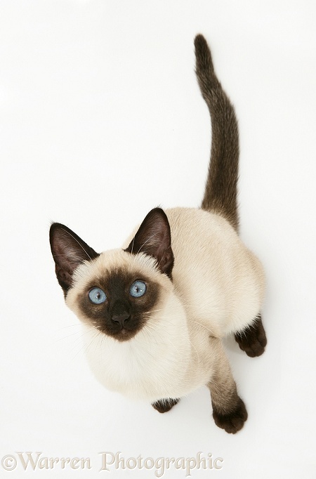 Seal-point Siamese kitten looking up, white background