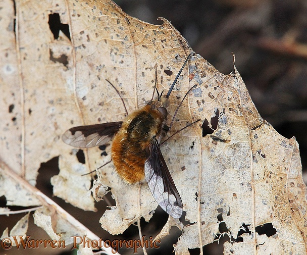 Bee Fly (Bombylius major) sunning on a dead leaf.  Europe