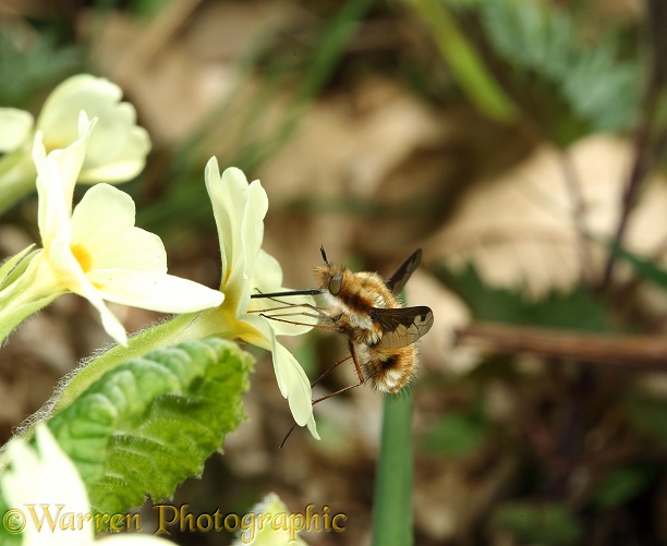 Bee Fly (Bombylius major) visiting Primrose (Primula vulgaris).  Europe