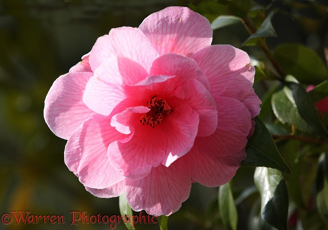 Camellia flower