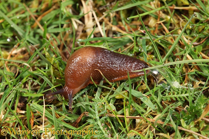 Slug (unidentified) making its way across dewy grass