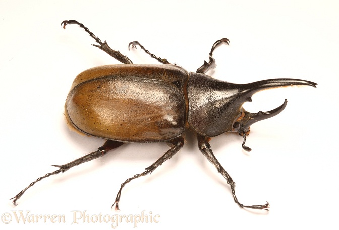 Rhinoceros Beetle (Dynastes hercules) male.  South America, white background