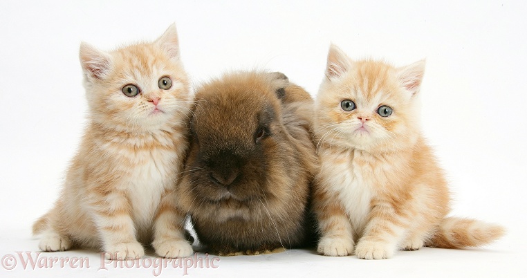 Ginger kittens with Lionhead rabbit, white background