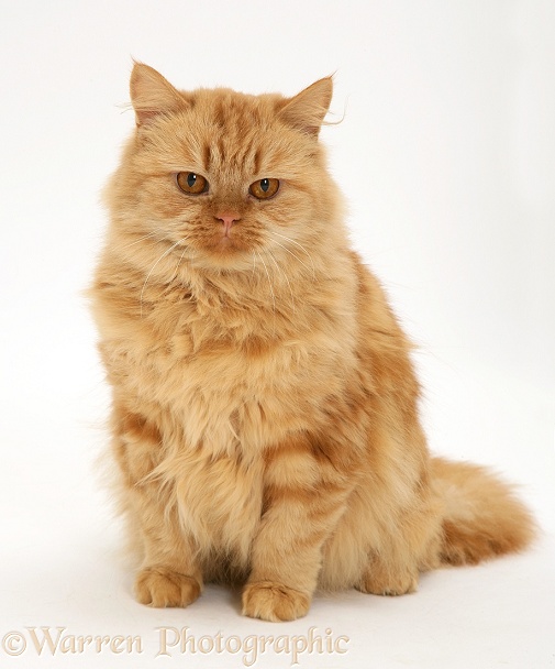 Red tabby Persian-cross female cat, Mollynew, white background