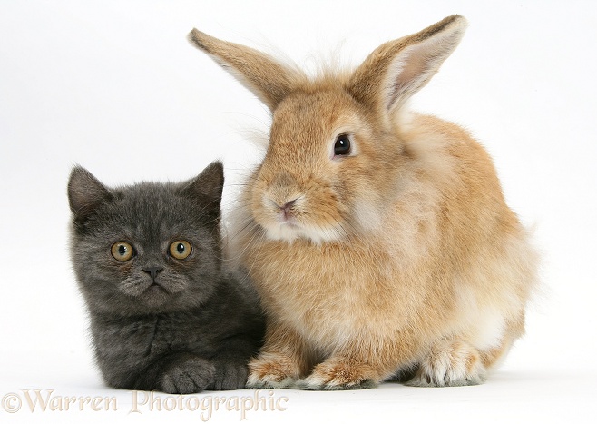 Grey kitten with sandy Lionhead-cross rabbit, white background