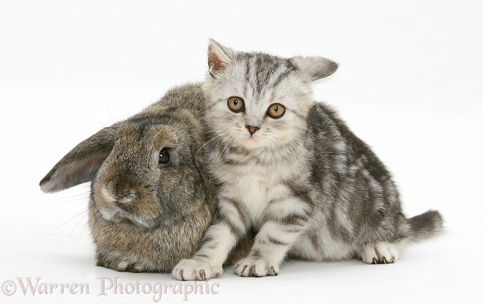 Silver tabby kitten and agouti Lop rabbit, white background