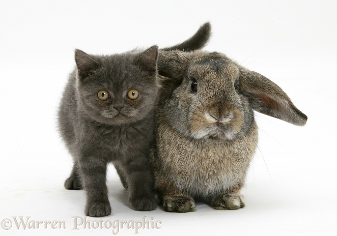 Grey kitten and agouti lop rabbit, white background
